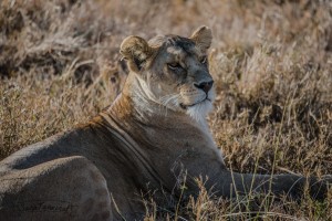 DSC9268-2           